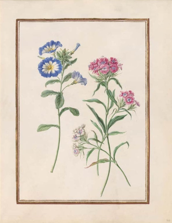 Madeleine Françoise Basseporte Dreifarbige Winde (Convolvulus tricolor) und rosa Bartnelken Kunstkopie
