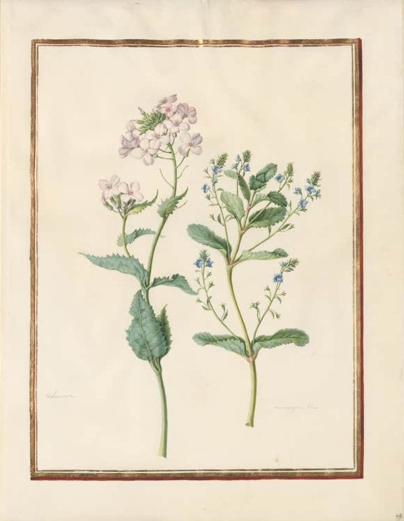 Madeleine Françoise Basseporte Ehrenpreis und rosa Blütenstängel Kunstkopie, blauer Ehrenpreis neben hellrosa Blüten