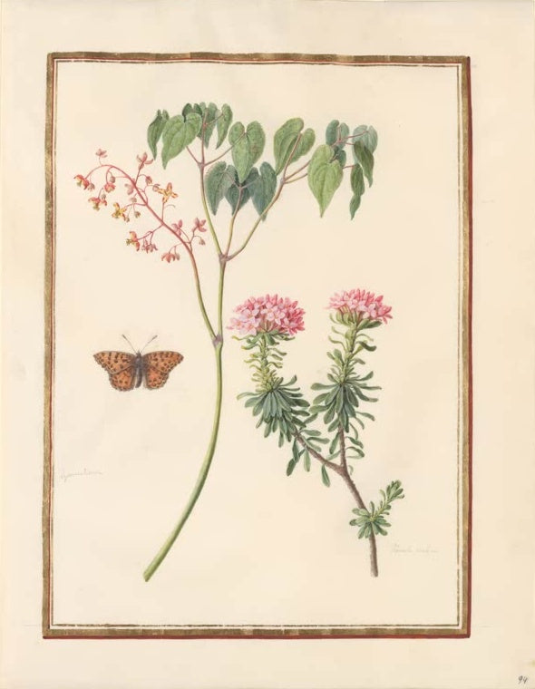 Madeleine Françoise Basseporte Elfenblume (Epimedium) und Rosmarin-Seidelbast mit Falter Kunstkopie, Aquarell auf Pergament