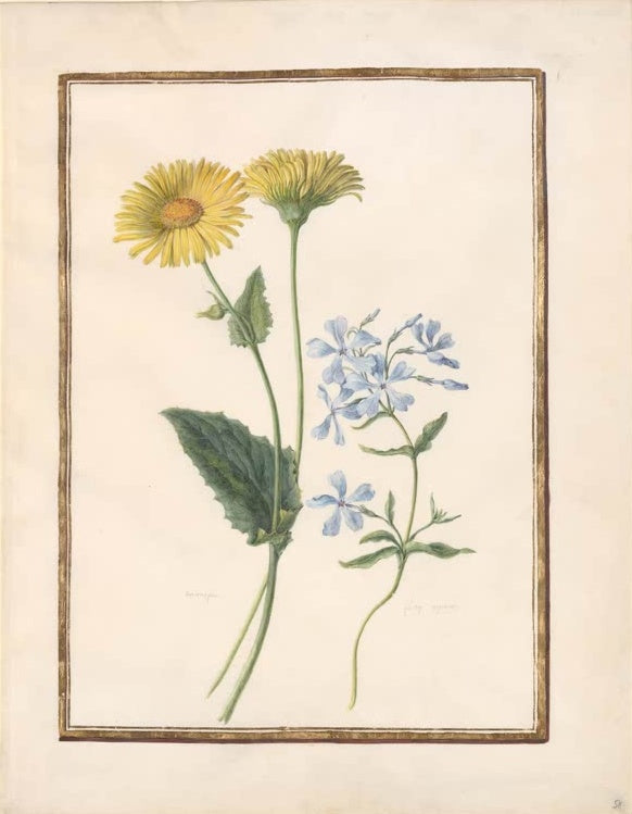 Madeleine Françoise Basseporte Gämswurz und blauer Phlox Kunstkopie, gelbe und blaue Blüten