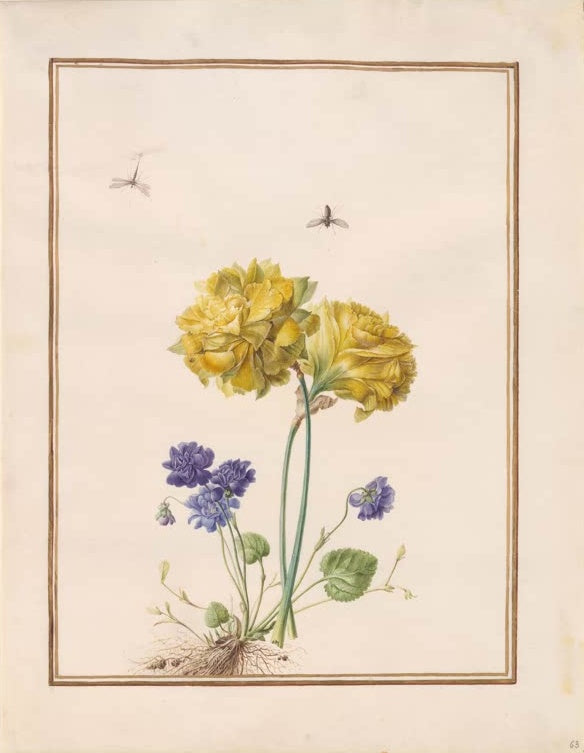 Madeleine Françoise Basseporte Gefüllte Narzisse Kunstkopie, gelbe Blüten über blauen gefüllten Veilchen mit Insekten