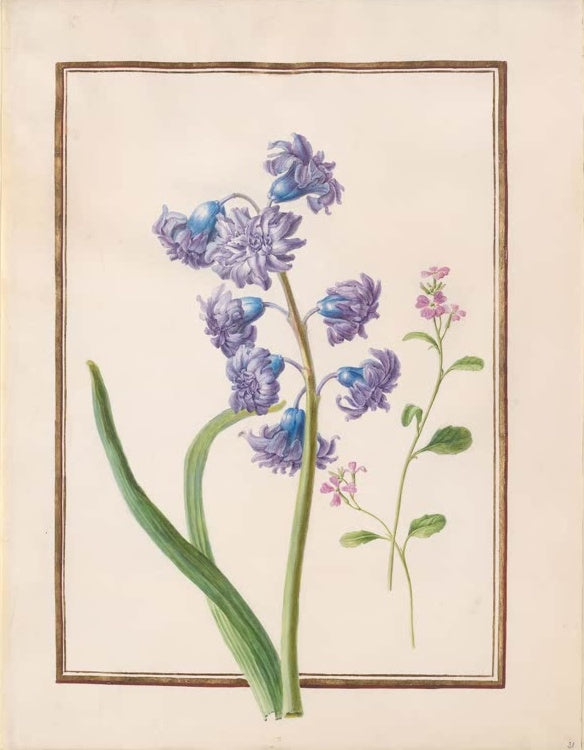 Madeleine Françoise Basseporte Gefüllte Hyazinthe in Violett und rosa Schaumkraut Kunstkopie