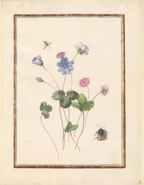 Madeleine Françoise Basseporte Gefüllte und einfache Leberblümchen mit Wespe und Käfer Kunstkopie