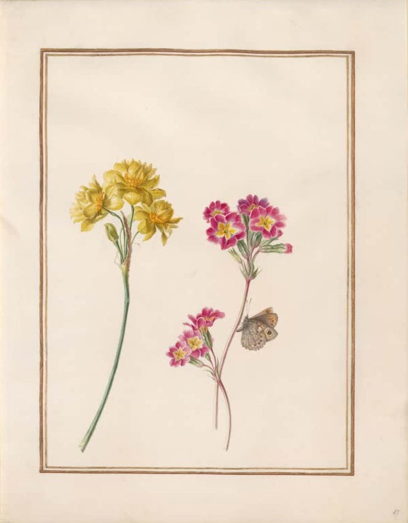 Madeleine Françoise Basseporte Gefüllte Zwergjonquille und rosa Phlox mit Falter Kunstkopie, botanische Malerei um 1750