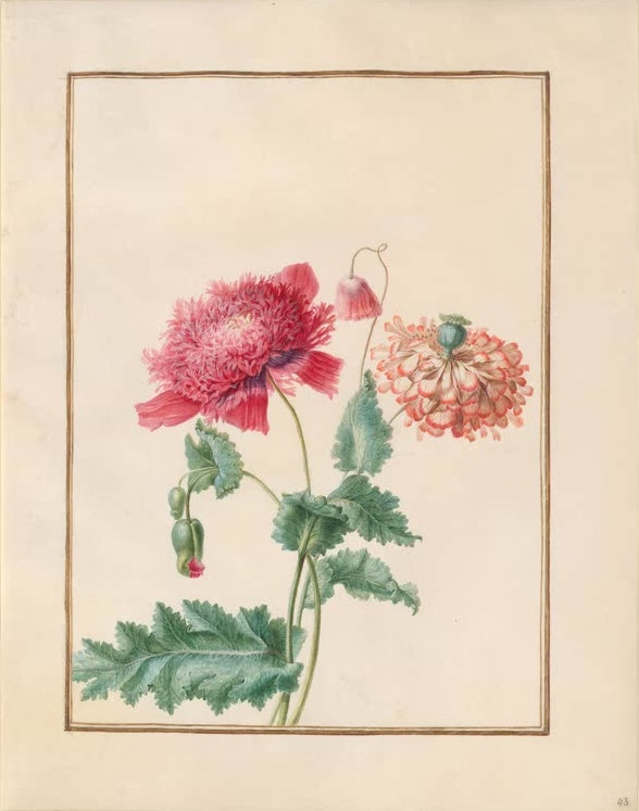 Madeleine Françoise Basseporte Gefüllter Mohn in Karmin und Korallrot Kunstkopie, Mohn mit Knospe