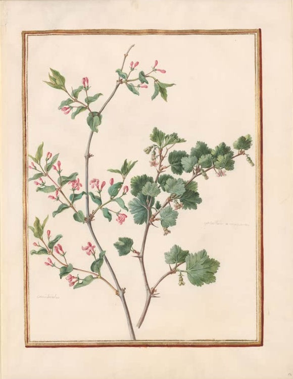 Madeleine Françoise Basseporte Geißblatt und Johannisbeere Kunstkopie, Zweige mit rosa Blüten und gelappten grünen Blättern