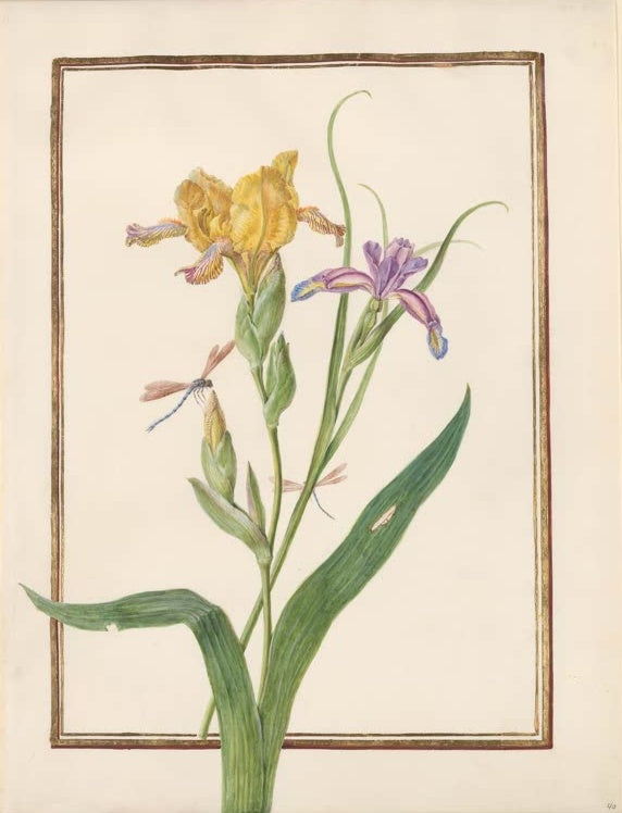 Madeleine Françoise Basseporte Gelbe Bartiris und violette Iris mit Libelle Kunstkopie, gelbe und violette Iris mit Libelle