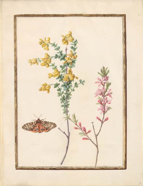Madeleine Françoise Basseporte Gelber Ginster und rosa Mandelzweig mit Nachtfalter Kunstkopie, Ginster, Mandel, Falter