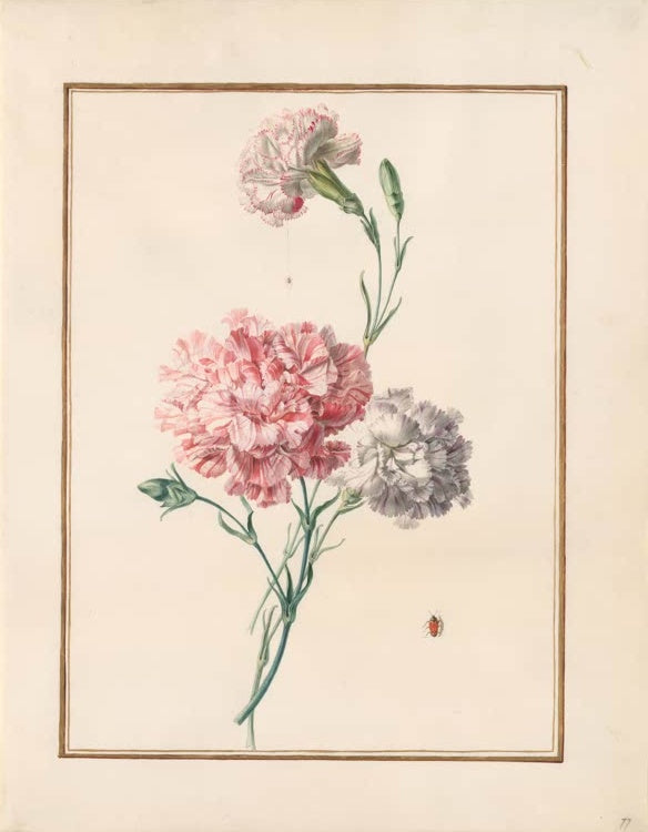 Madeleine Françoise Basseporte Gestreifte Nelken in Rosa, Weiß und Blassgrau mit Käfer Kunstkopie, Aquarell um 1750