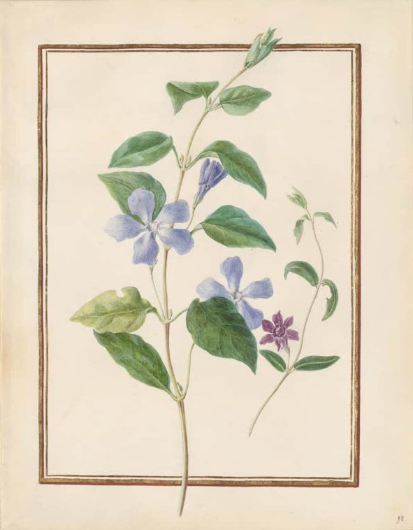 Madeleine Françoise Basseporte Großes Immergrün Kunstkopie, hellblaue Blüten an Ranke neben kleinem violettem Zweig