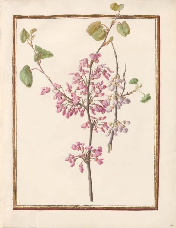 Madeleine Françoise Basseporte Judasbaumzweige in Rosa und Blassviolett (Cercis) Kunstkopie, Aquarell um 1750