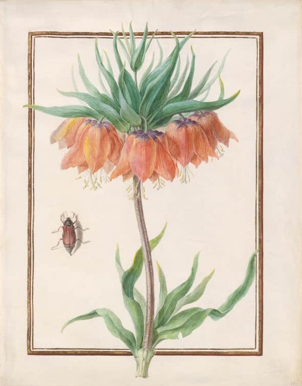 Madeleine Françoise Basseporte Kaiserkrone Kunstkopie, orange hängende Blüten unter grünem Blattschopf mit kleinem Käfer