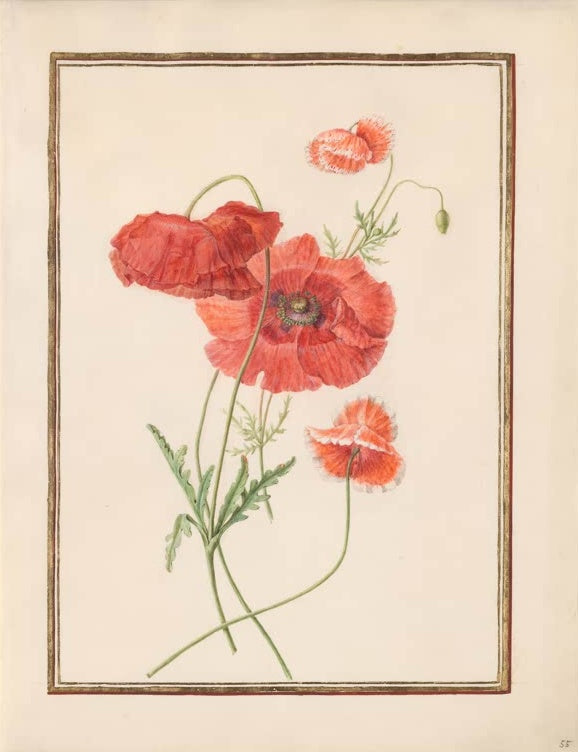 Madeleine Françoise Basseporte Klatschmohn mit Knospen Kunstkopie, rote Mohnblüten und gefiederte Blätter auf dünnen Stielen