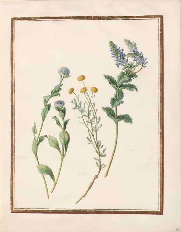 Madeleine Françoise Basseporte Kornblume, Heiligenkraut und Ehrenpreis Kunstkopie, drei Pflanzen mit blauen und gelben Blüten