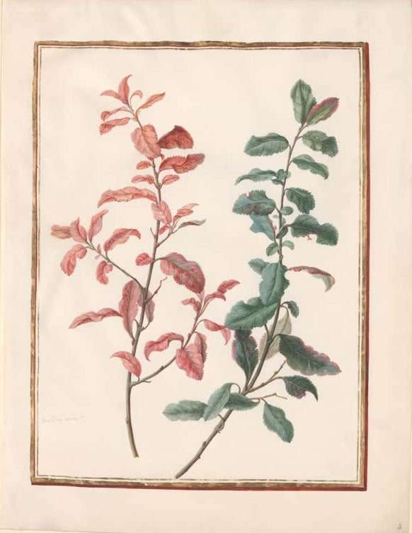 Madeleine Françoise Basseporte Laubzweige in Herbstrot und Grün Kunstkopie, Zwei Zweige mit rotem und grünem Laub