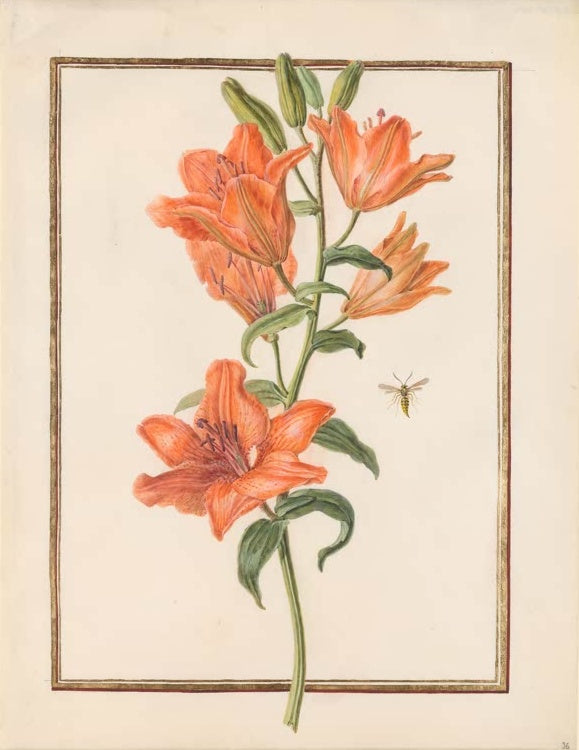 Madeleine Françoise Basseporte Orangerote Lilien mit kleiner Wespe Kunstkopie, orangerote Lilien in mehreren Blütenstadien