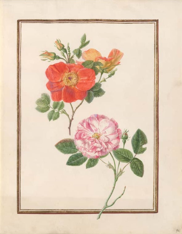 Madeleine Françoise Basseporte Orangerote Wildrose und gestreifte gefüllte Rose Kunstkopie, Aquarell um 1750