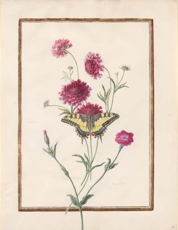 Madeleine Françoise Basseporte Purpurrote Skabiosen mit Schwalbenschwanz und Lichtnelke Kunstkopie, Aquarell auf Pergament