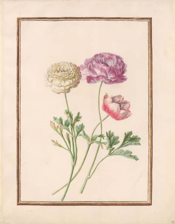 Madeleine Françoise Basseporte Ranunkeln in Cremeweiß, Violett und Rosa Kunstkopie