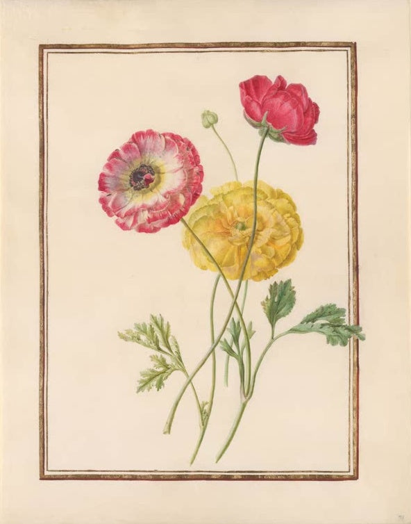 Madeleine Françoise Basseporte Ranunkeln in Karminrot, Gelb und Rosaweiß Kunstkopie, botanische Malerei um 1750
