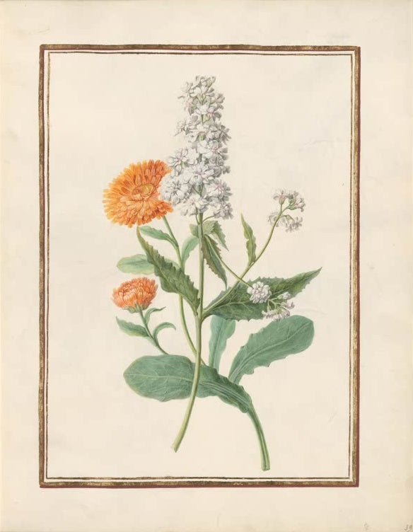 Madeleine Françoise Basseporte Ringelblume und weiße Levkoje Kunstkopie, orangefarbene Ringelblumen neben weißer Levkoje