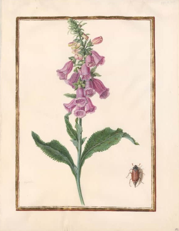 Madeleine Françoise Basseporte Rosa Fingerhut (Digitalis) mit rotbraunem Käfer Kunstkopie, Aquarell um 1750