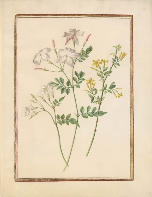 Madeleine Françoise Basseporte Rosa Jasmin und gelber Jasmin Kunstkopie, weiße und gelbe Jasminblüten
