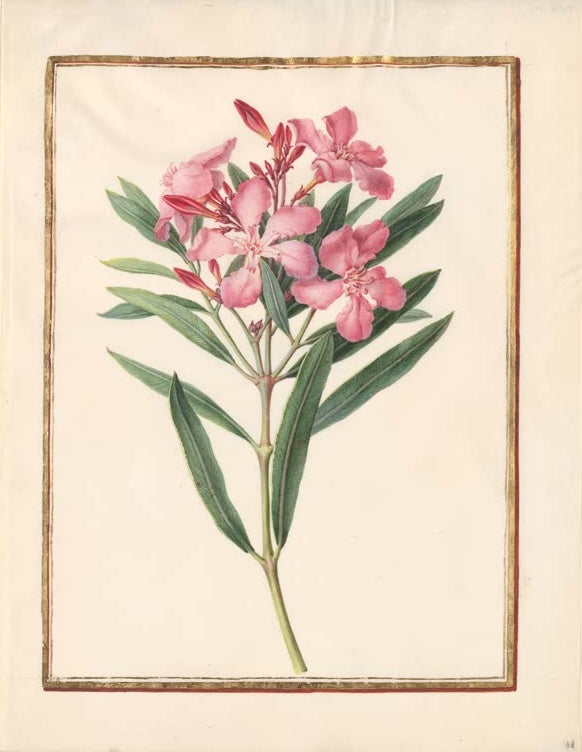 Madeleine Françoise Basseporte Rosa Oleander Kunstkopie, blühender Zweig mit rosa Blüten, Knospen und grünen Blättern