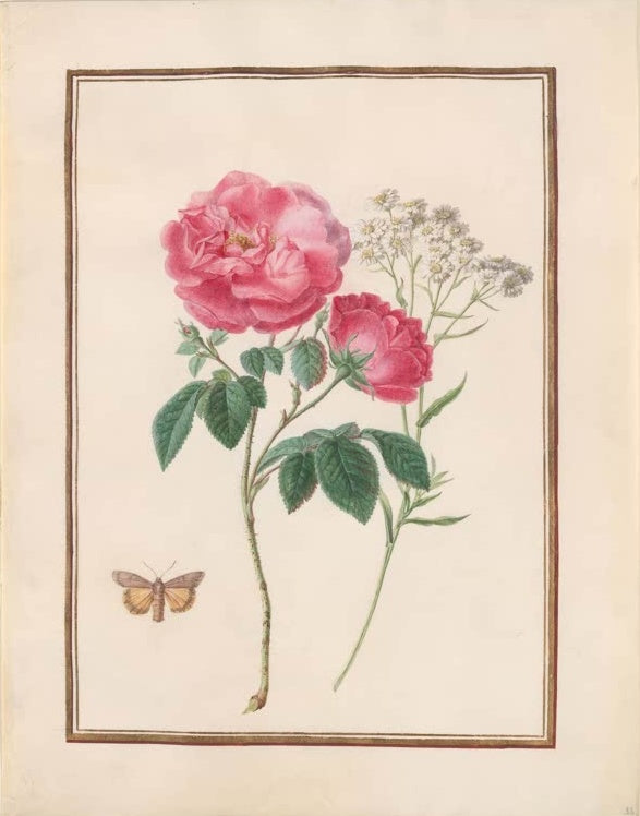 Madeleine Françoise Basseporte Rosa Rose und Strohblumen mit Falter Kunstkopie, rosa Rose mit weißen Strohblumen und Falter