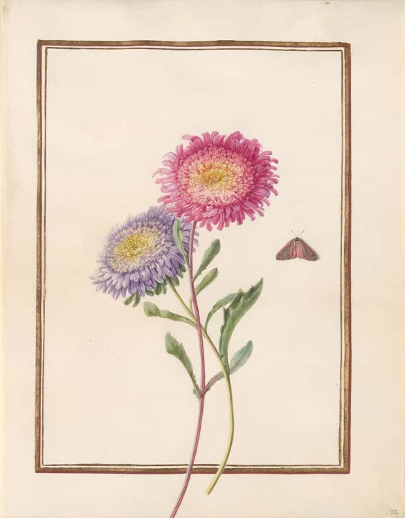 Madeleine Françoise Basseporte Rosa und violette Sommerastern mit rotem Falter Kunstkopie, botanische Malerei um 1750