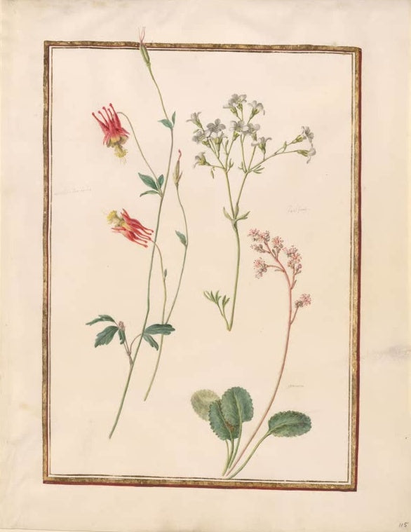 Madeleine Françoise Basseporte Rote Akelei, Steinbrech und rosa Blütenrispe Kunstkopie, Aquarell um 1750