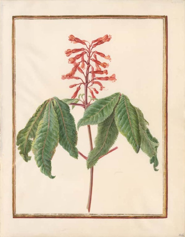 Madeleine Françoise Basseporte Rote Rosskastanie (Aesculus carnea) Kunstkopie, Aquarell auf Pergament