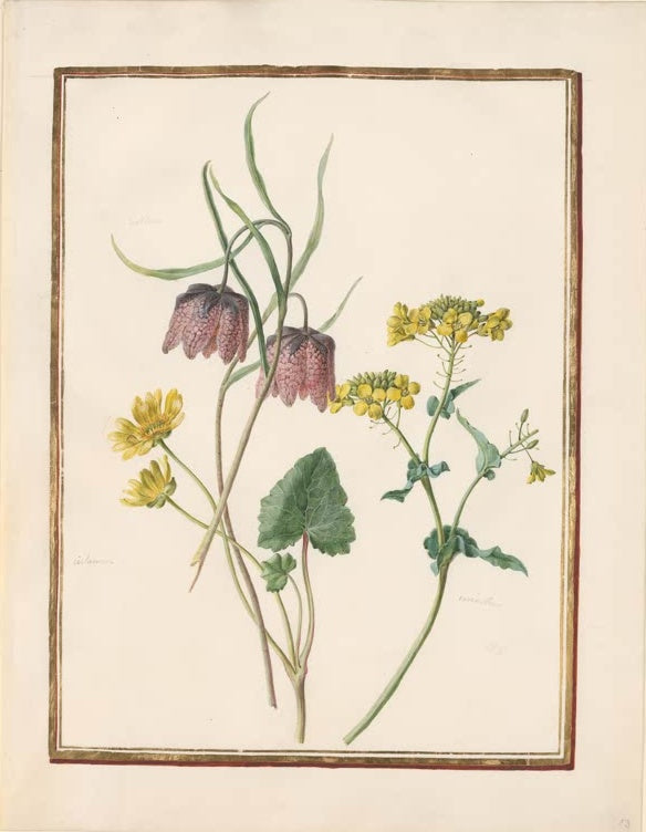 Madeleine Françoise Basseporte Schachbrettblume, Hahnenfuß und Goldlack Kunstkopie, Schachbrettblumen