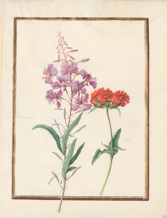 Madeleine Françoise Basseporte Weidenröschen und Lichtnelke Kunstkopie, rosa Blütenrispe neben scharlachroter Blütendolde