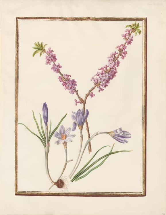 Madeleine Françoise Basseporte Seidelbast und Schneekrokus Kunstkopie, rosa Seidelbastzweige über violetten Krokussen