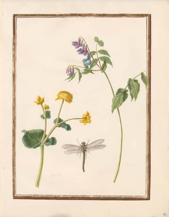 Madeleine Françoise Basseporte Sumpfdotterblume und violettblaue Blütentraube mit Libelle Kunstkopie, Aquarell um 1750
