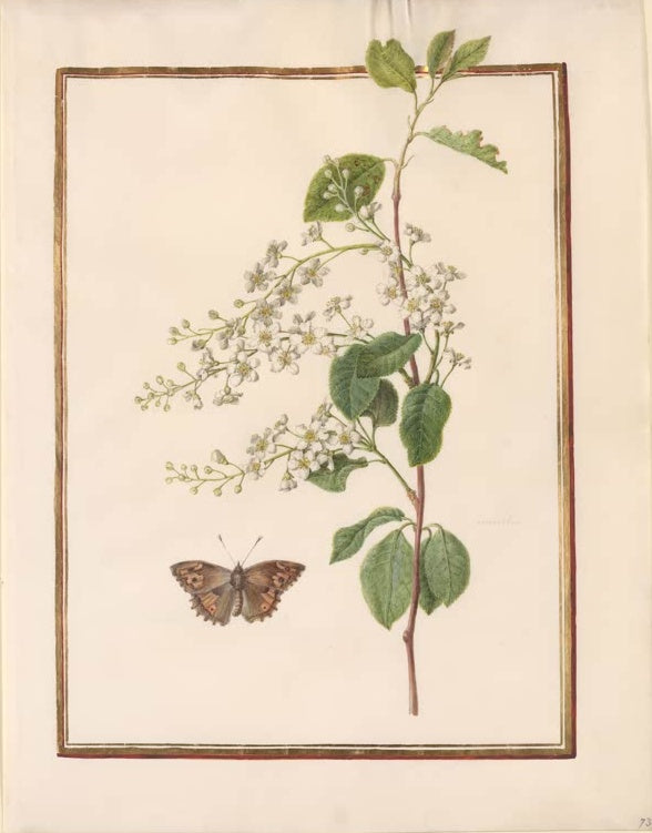 Madeleine Françoise Basseporte Traubenkirsche (Prunus padus) mit braunem Falter Kunstkopie, Aquarell auf Pergament