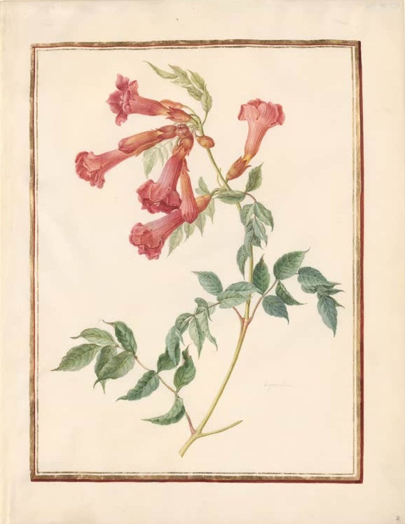 Madeleine Françoise Basseporte Trompetenblume mit orangeroten Röhrenblüten Kunstkopie