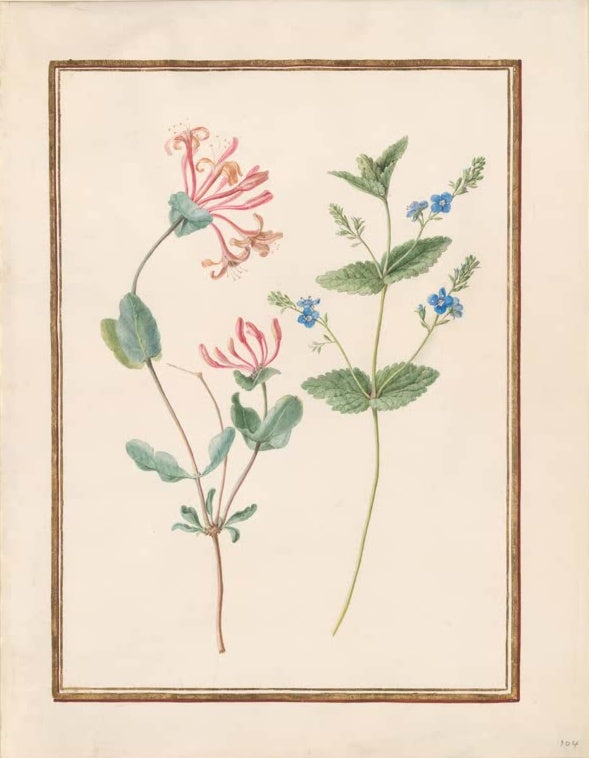 Madeleine Françoise Basseporte Trompetengeißblatt (Lonicera sempervirens) und blau blühender Stängel Kunstkopie