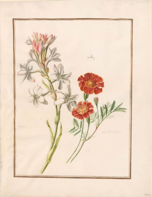 Madeleine Françoise Basseporte Tuberose und rotbraune Studentenblume (Tagetes) Kunstkopie, Aquarell auf Pergament