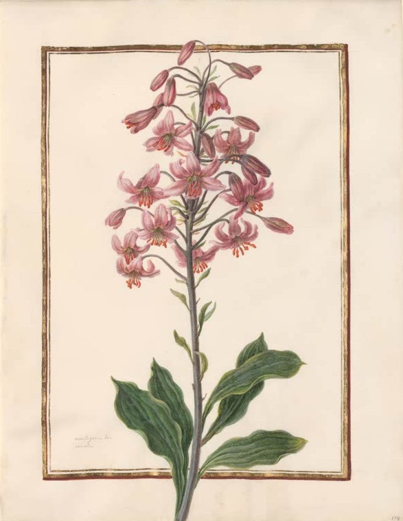 Madeleine Françoise Basseporte Türkenbundlilie (Lilium martagon) Kunstkopie, Aquarell auf Pergament