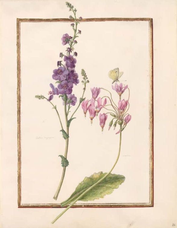 Madeleine Françoise Basseporte Violette Königskerze und rosa Götterblume mit Falter Kunstkopie, Aquarell auf Pergament