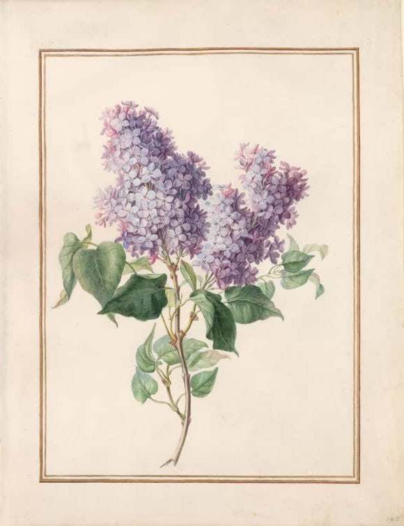Madeleine Françoise Basseporte Violetter Flieder (Syringa vulgaris) Kunstkopie, Aquarell um 1750