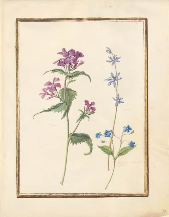 Madeleine Françoise Basseporte Violettes Silberblatt (Lunaria annua) und blauer Blaustern Kunstkopie, Aquarell auf Pergament