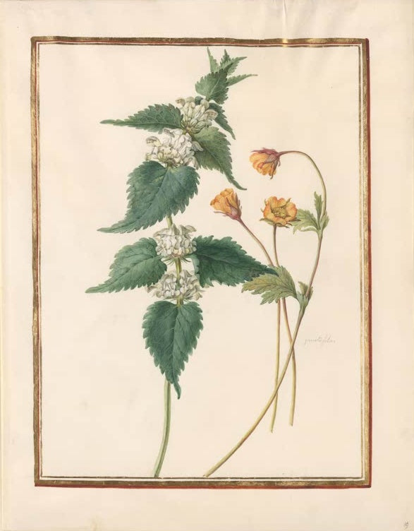 Madeleine Françoise Basseporte Weiße Taubnessel und orangefarbene Blüten Kunstkopie