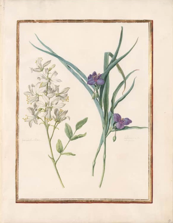 Madeleine Françoise Basseporte Diptam und Dreimasterblume Kunstkopie, weiße Blütenrispe neben violetten Blüten