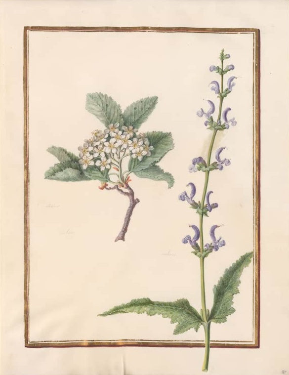 Madeleine Françoise Basseporte Weißer Doldenblütenzweig und blauer Salbei Kunstkopie, Aquarell auf Pergament