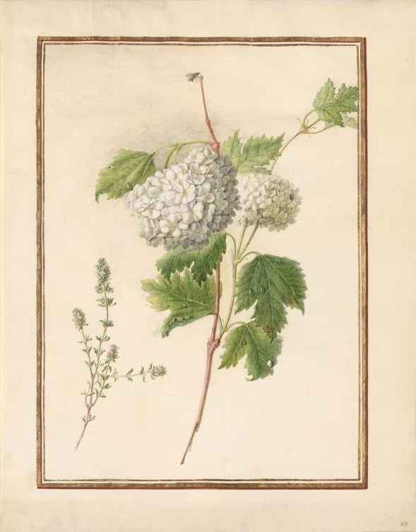 Madeleine Françoise Basseporte Weißer Schneeball (Viburnum) mit Fliege und zartem Zweig Kunstkopie, Aquarell um 1750