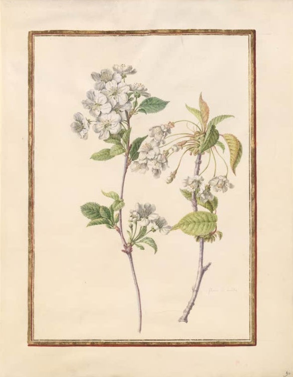 Madeleine Françoise Basseporte Zwei blühende Kirschzweige Kunstkopie, zwei Kirschzweige mit weißen Blüten und jungem Laub