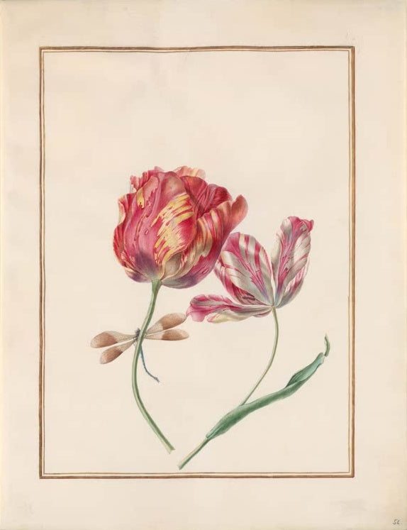 Madeleine Françoise Basseporte Zwei geflammte Tulpen mit Libelle Kunstkopie, rot und gelb gestreifte Blüten